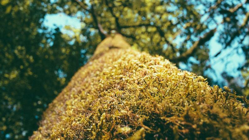 魅魔TV的使命